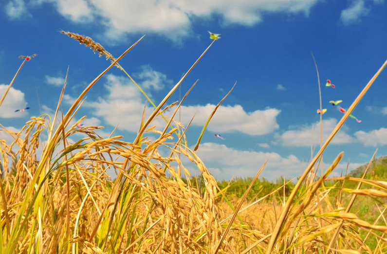 當3S技術應用于精準農業(yè)，奇跡就發(fā)生了！